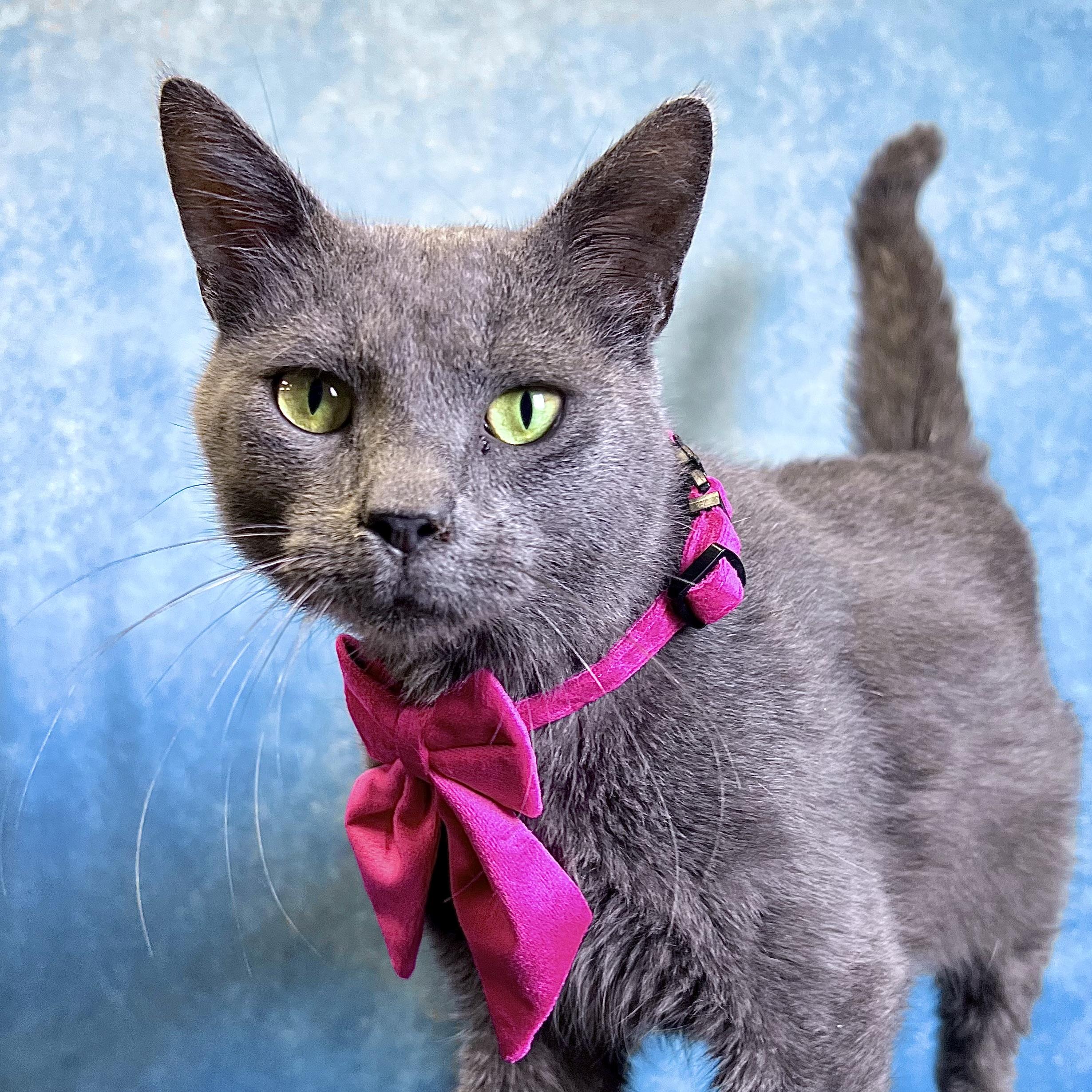 Otter, ADOPTABLE, Young Male Domestic Short Hair.