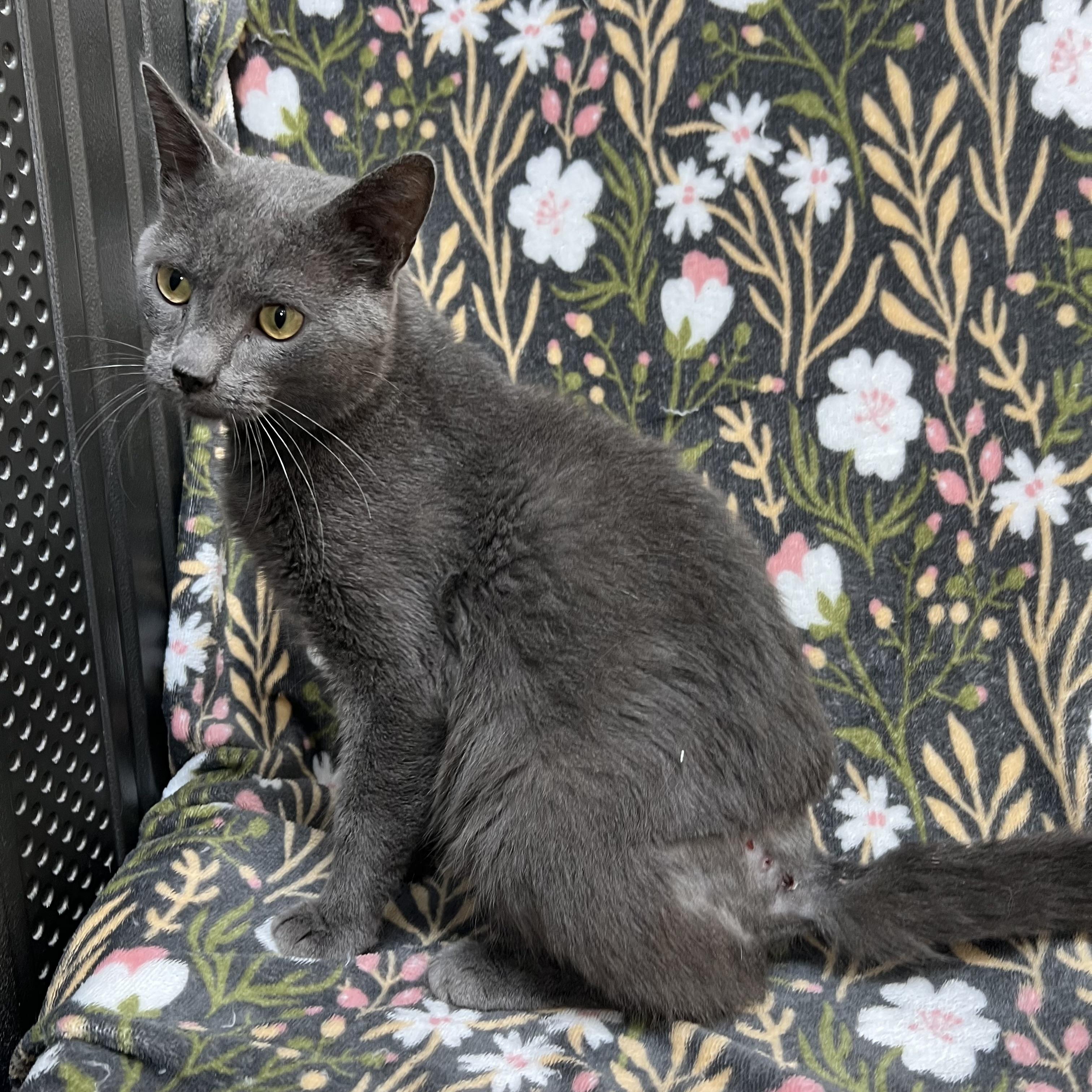 Enlarge Otter, a ADOPTABLE Domestic Short Hair in Fairmont, MN image 6/6