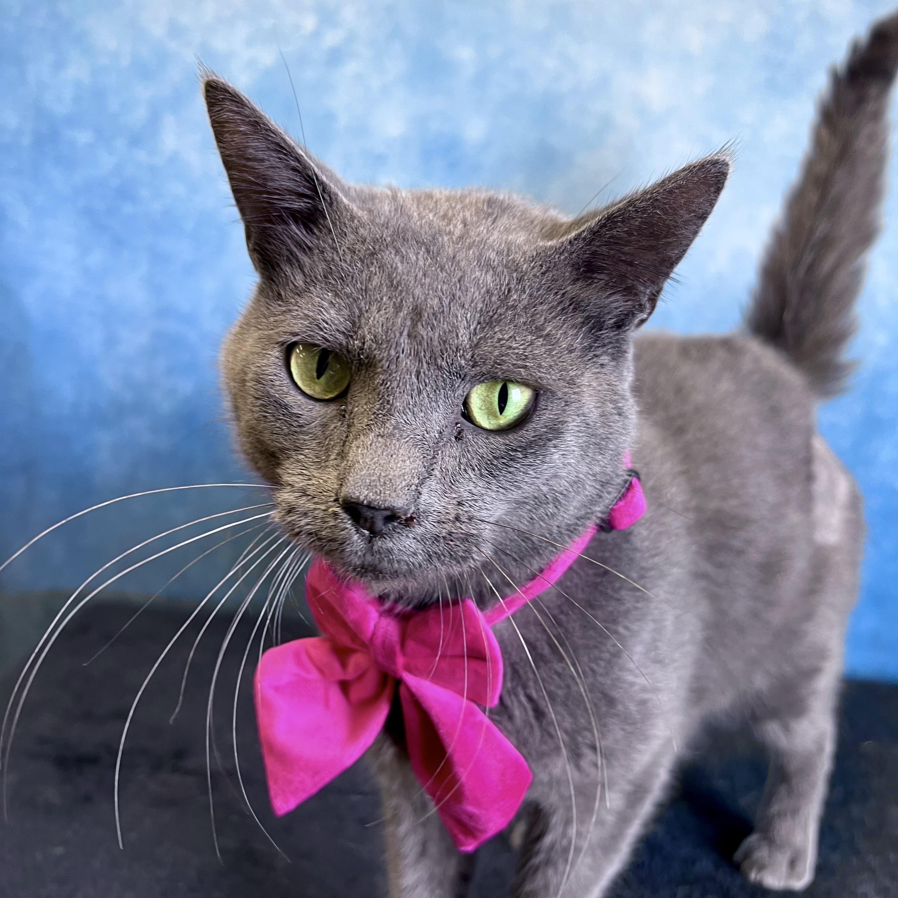 Enlarge Otter, a ADOPTABLE Domestic Short Hair in Fairmont, MN image 4/6