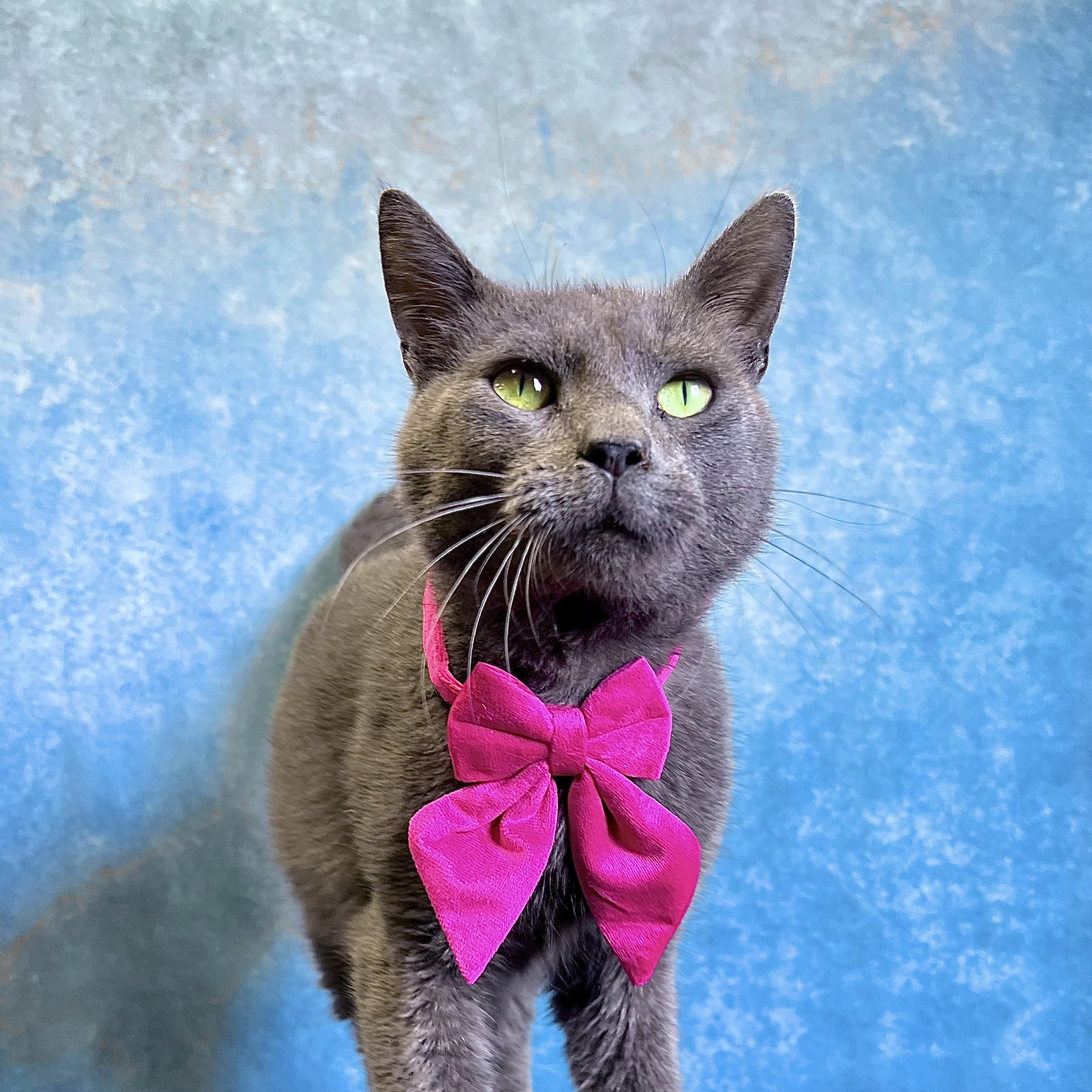 Enlarge Otter, a ADOPTABLE Domestic Short Hair in Fairmont, MN image 2/6