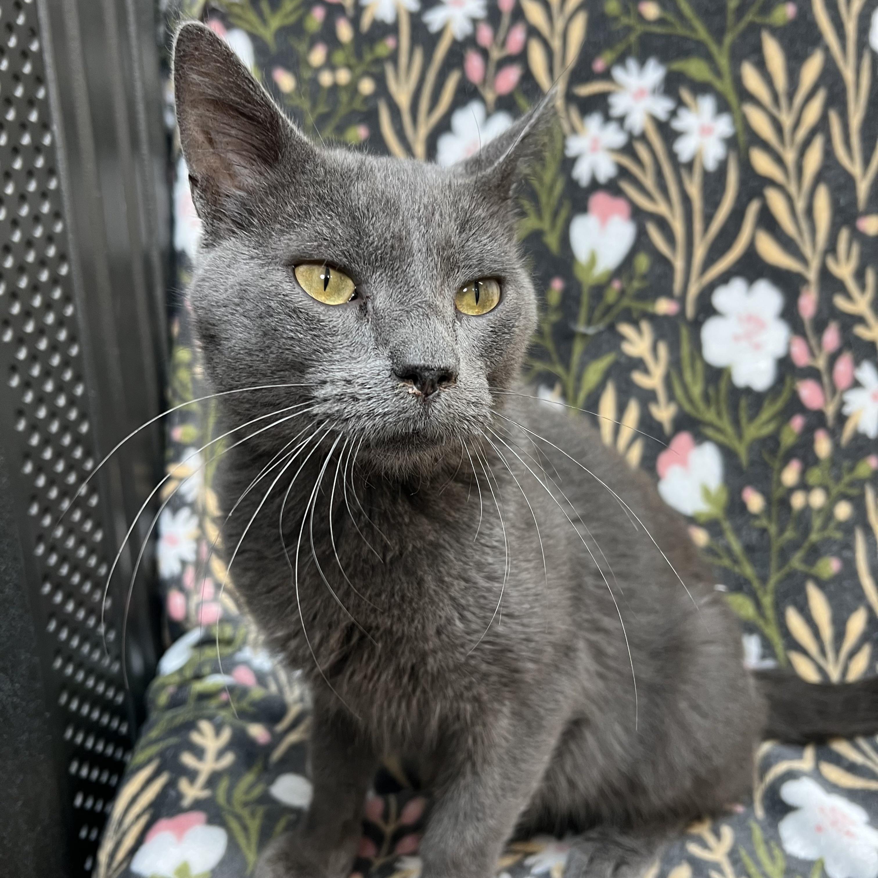 Enlarge Otter, a ADOPTABLE Domestic Short Hair in Fairmont, MN image 5/6