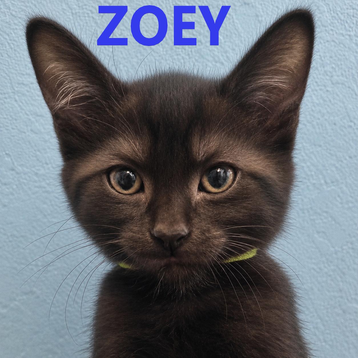 3 little kittens have no mittens, Adopted, Kitten Male Domestic Short Hair.