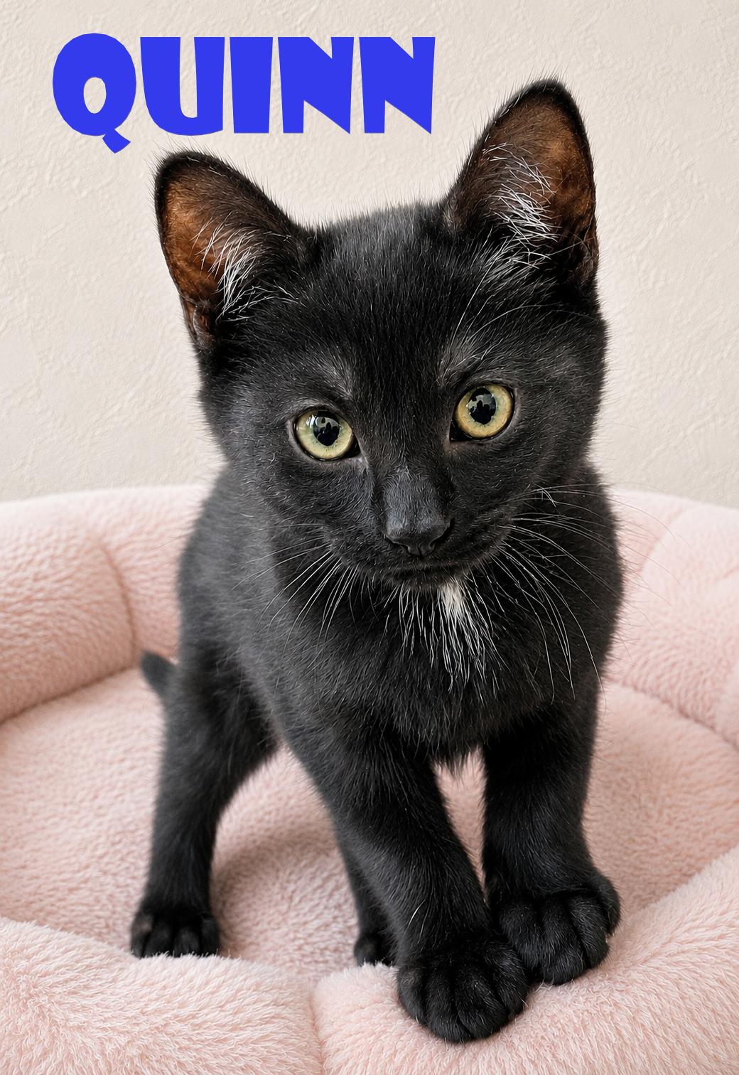 3 little kittens have no mittens, a Adopted Domestic Short Hair in Hillsboro, OR image 2/3