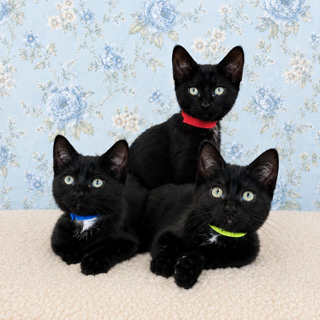 3 little kittens have no mittens, a Adopted Domestic Short Hair in Hillsboro, OR image 3/3