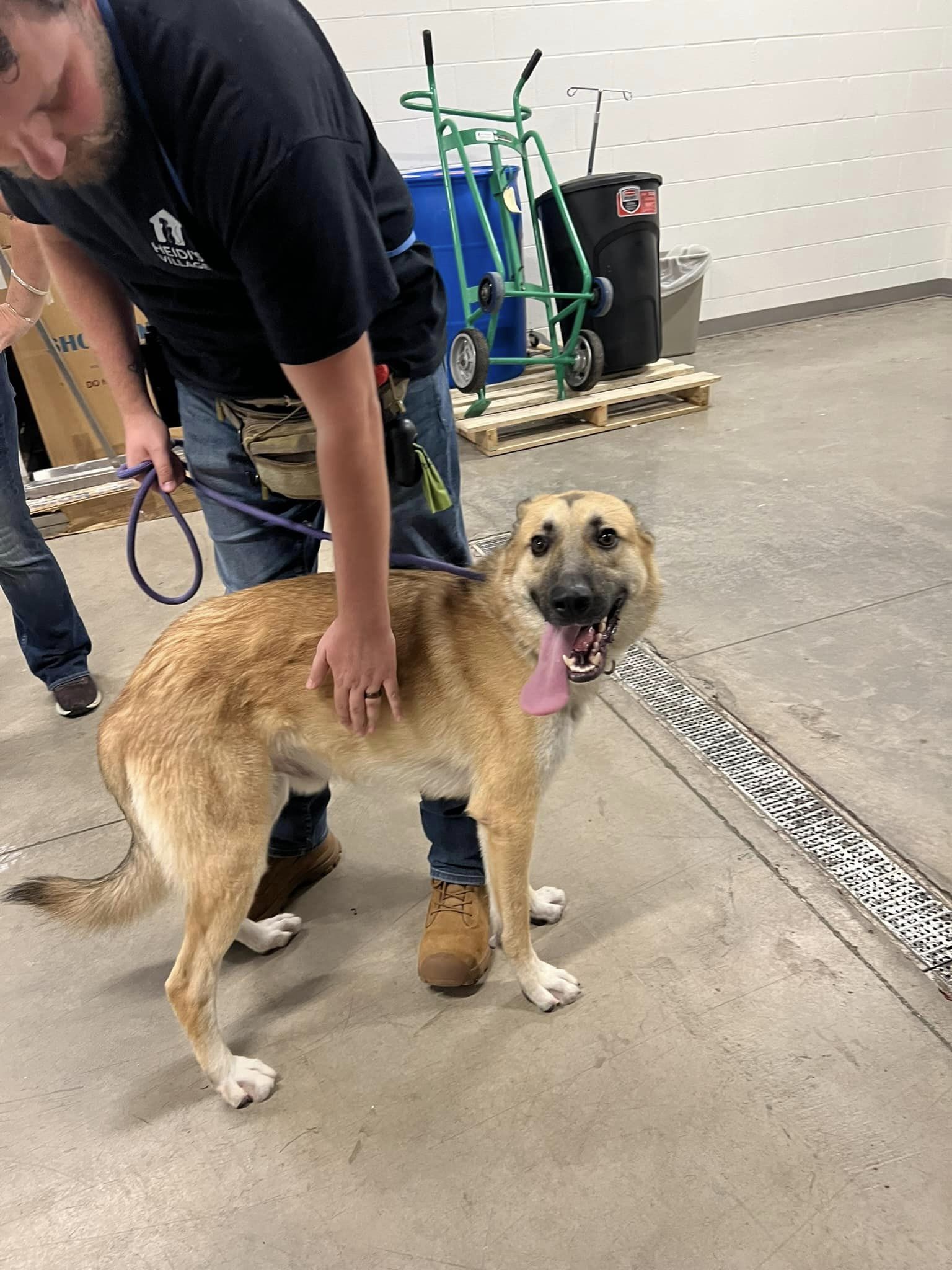 Bobby, Young Male German Shepherd Dog