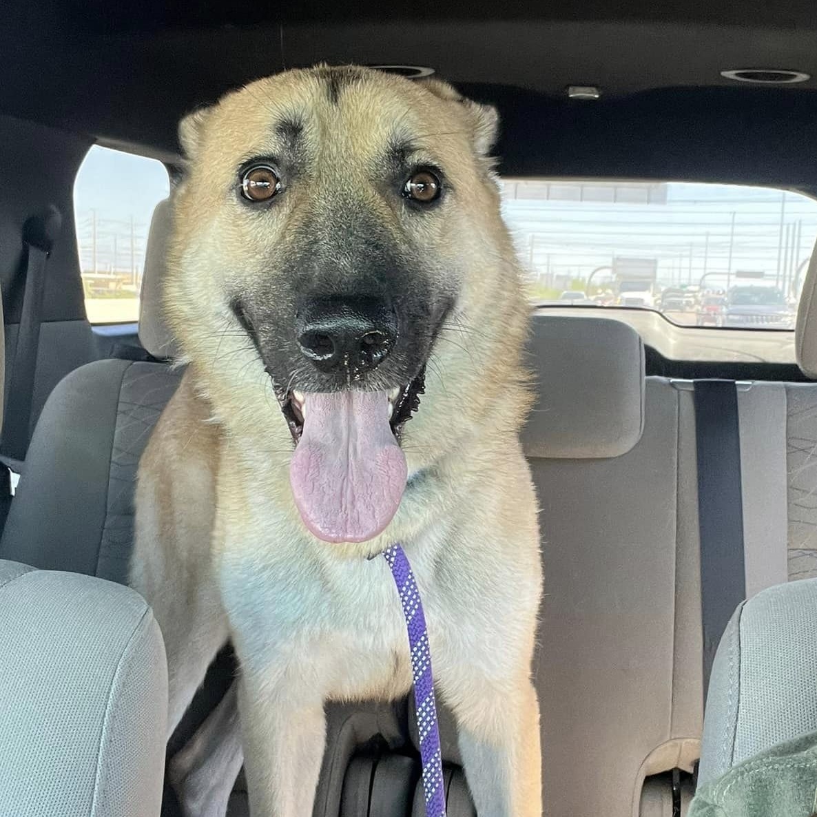 Bobby, a Adoptable German Shepherd Dog in Cave Creek, AZ image 2/3