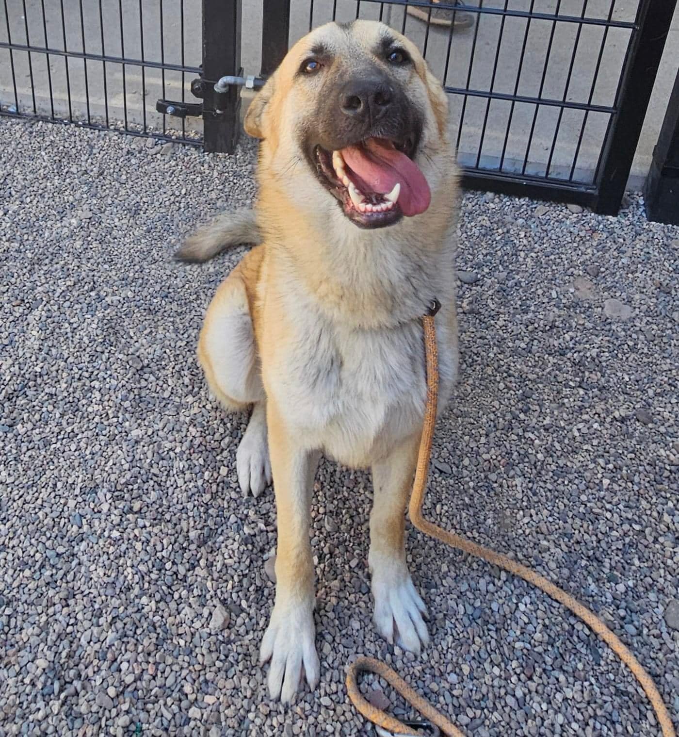 Bobby, a Adoptable German Shepherd Dog in Cave Creek, AZ image 3/3
