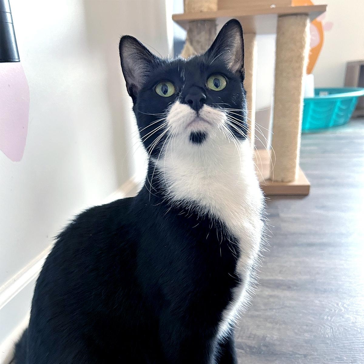 Lara, a ADOPTABLE Tuxedo in Charlotte, NC image 4/4