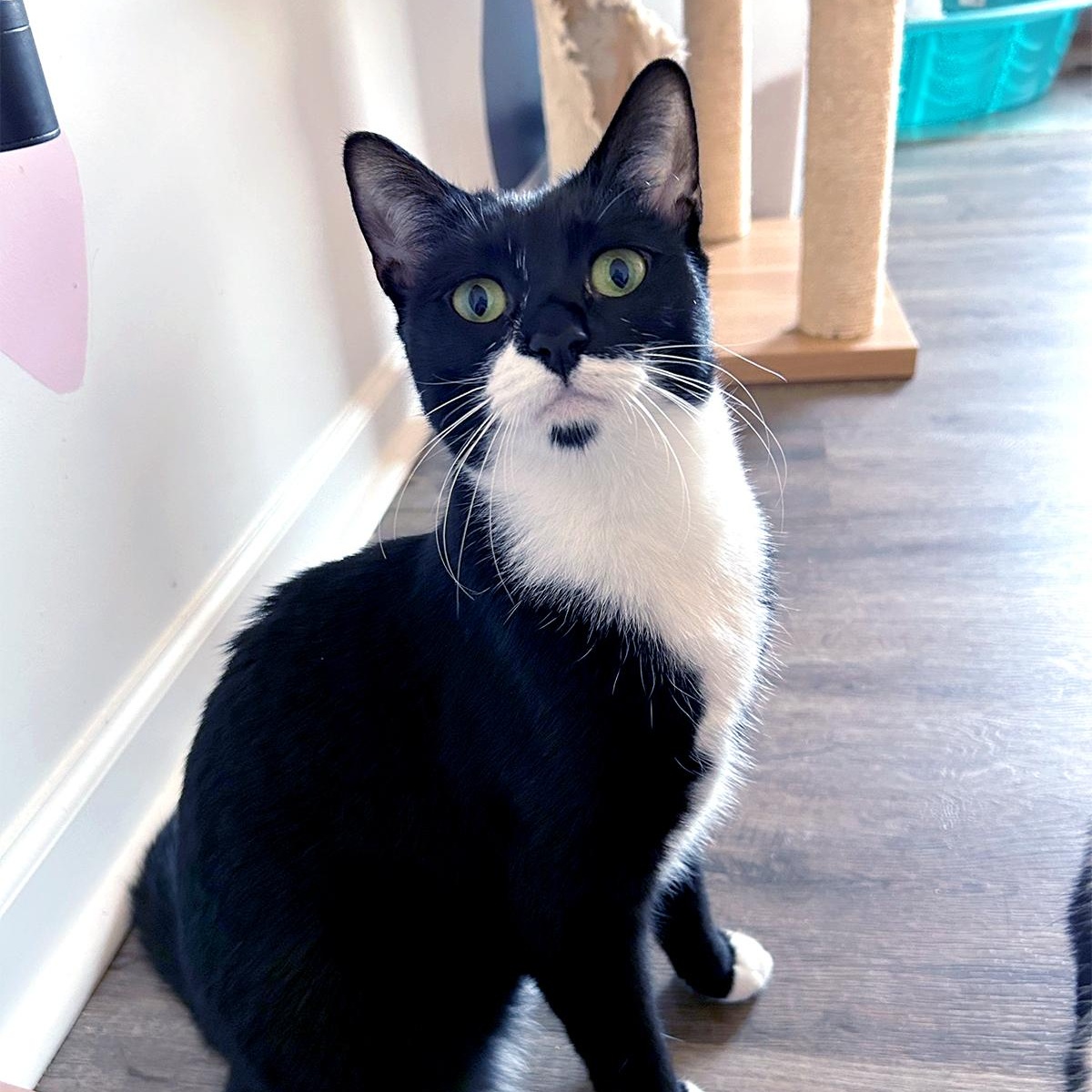 Lara, ADOPTABLE, Young Female Tuxedo.