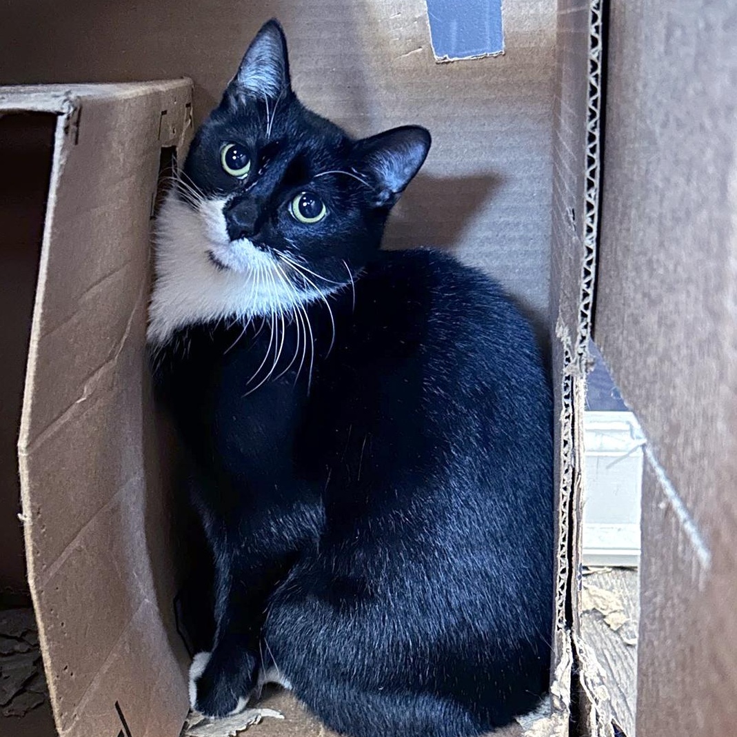 Lara, a ADOPTABLE Tuxedo in Charlotte, NC image 3/4