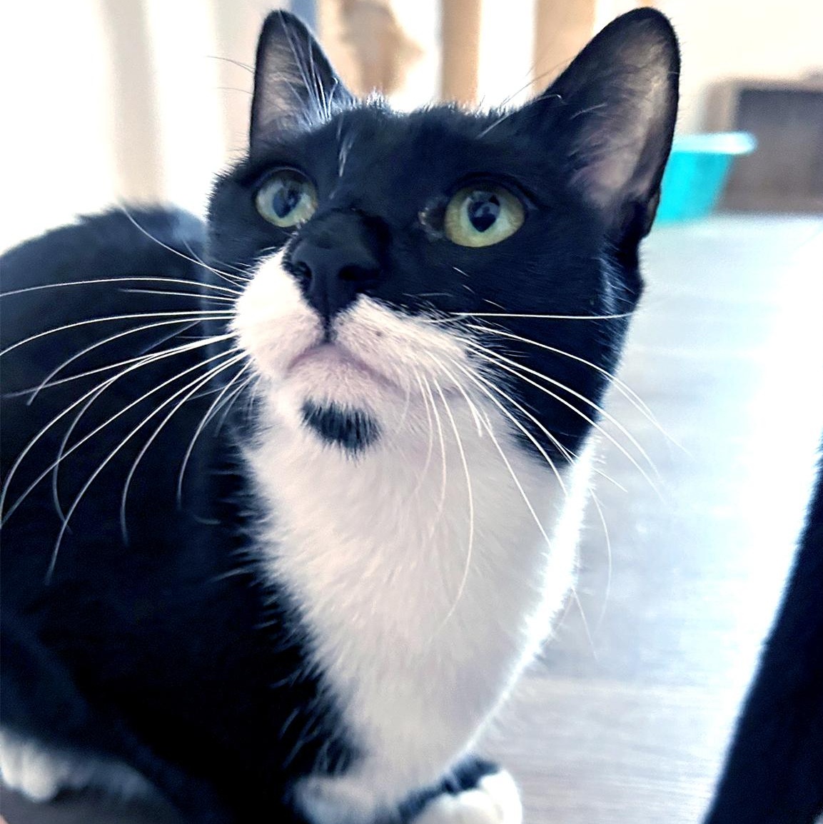 Lara, a ADOPTABLE Tuxedo in Charlotte, NC image 2/4