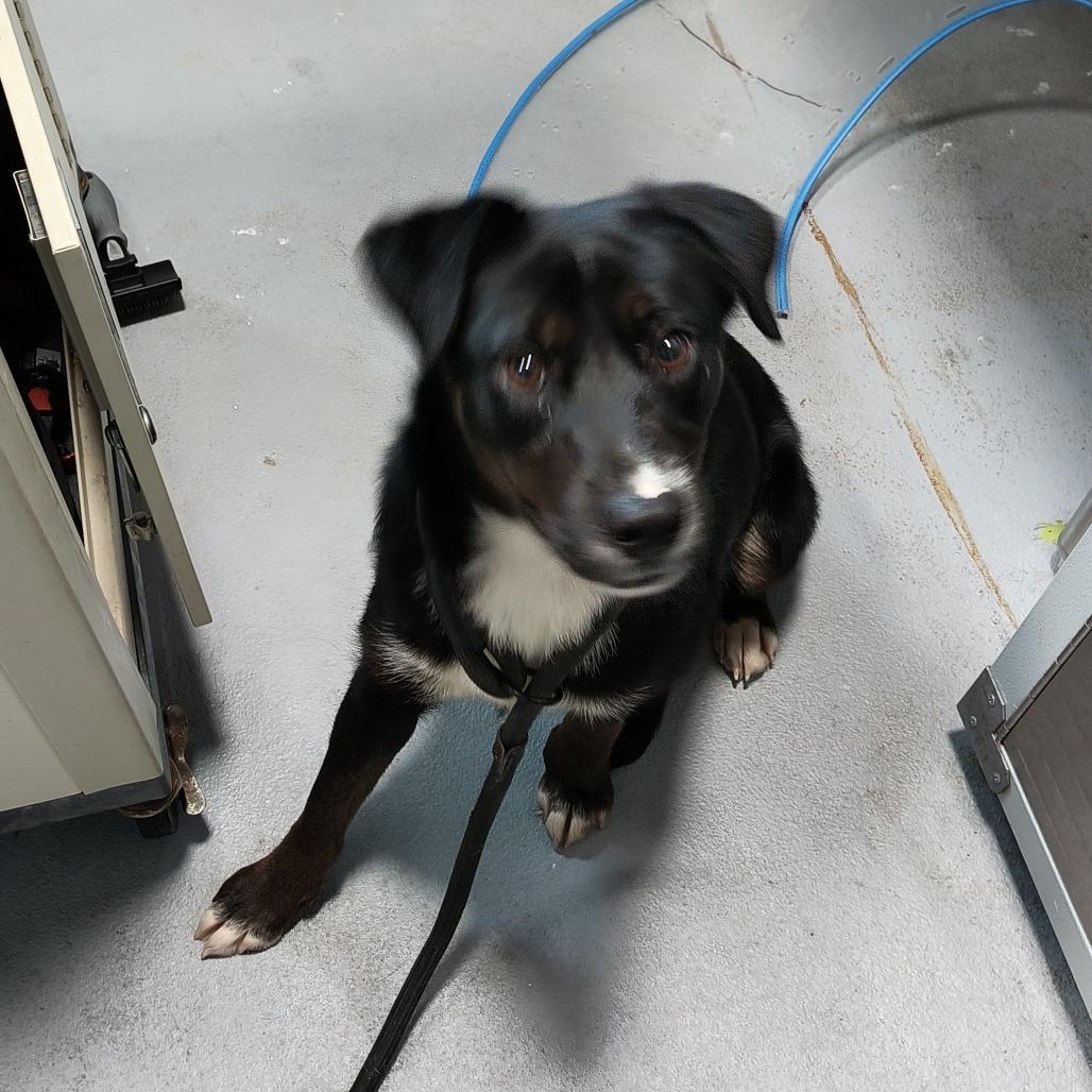 Margaritaville, Adoptable, Adult Female Mixed Breed.