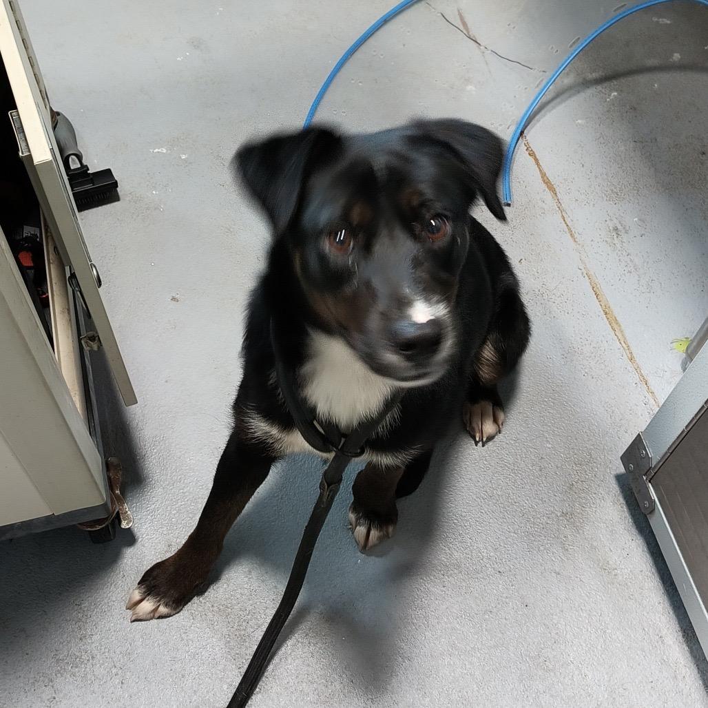 Enlarge Margaritaville, a Adoptable Mixed Breed in Aldie, VA image 2/2