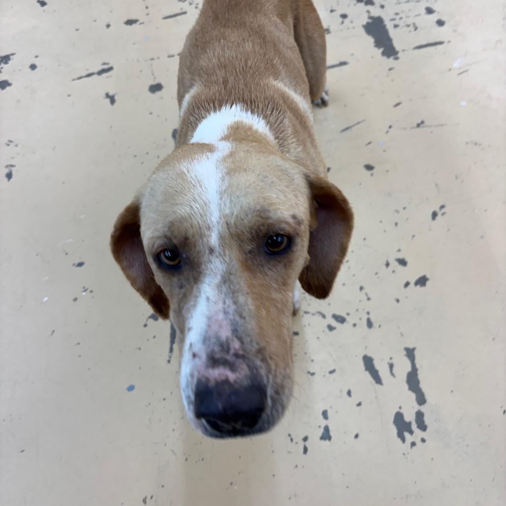 Enlarge Lulu Lemon, a Adoptable Hound in Parrish, AL image 5/5