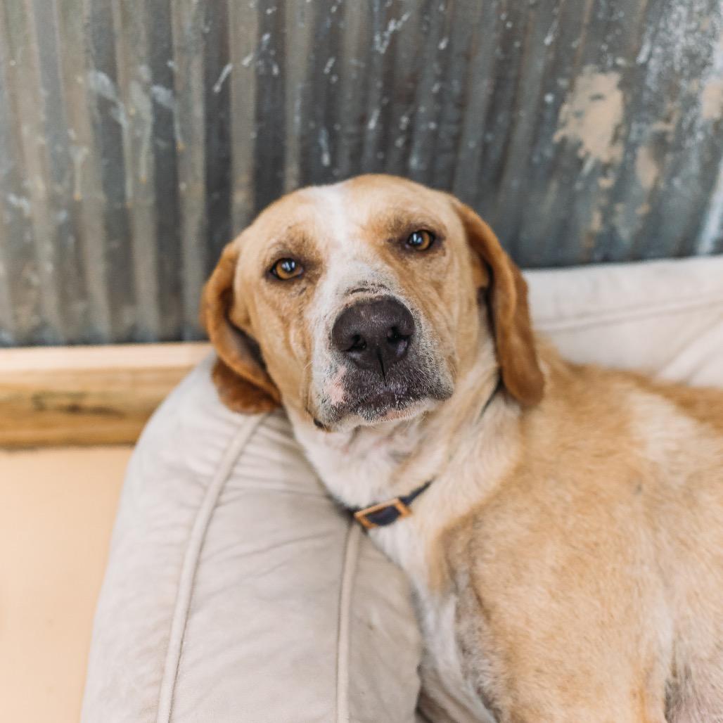 Enlarge Lulu Lemon, a Adoptable Hound in Parrish, AL image 2/5