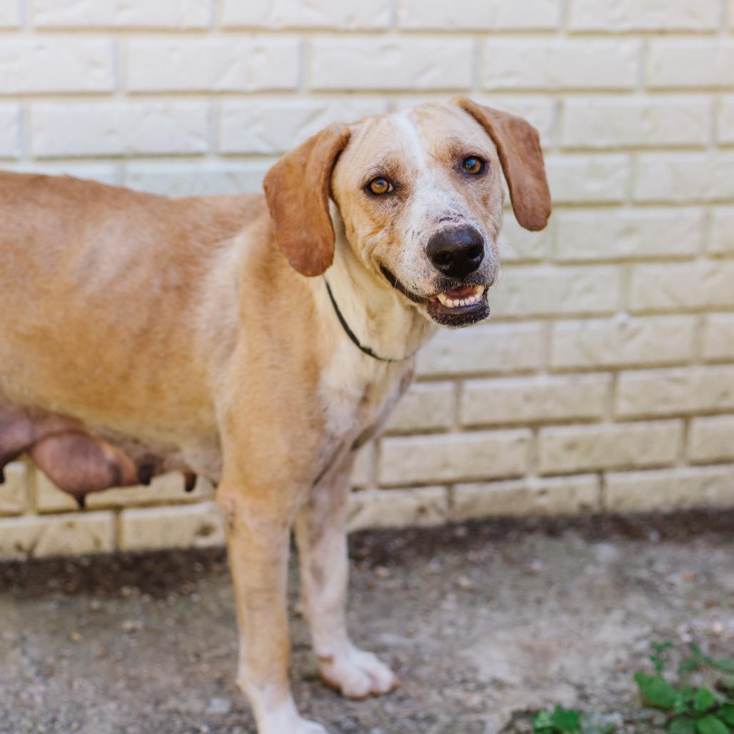 Enlarge Lulu Lemon, a Adoptable Hound in Parrish, AL image 4/5