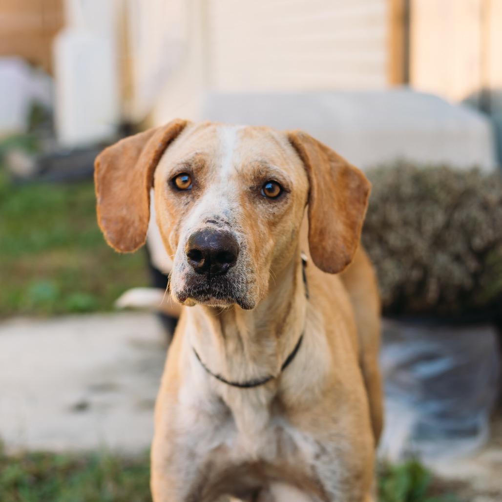 Enlarge Lulu Lemon, a Adoptable Hound in Parrish, AL image 3/5