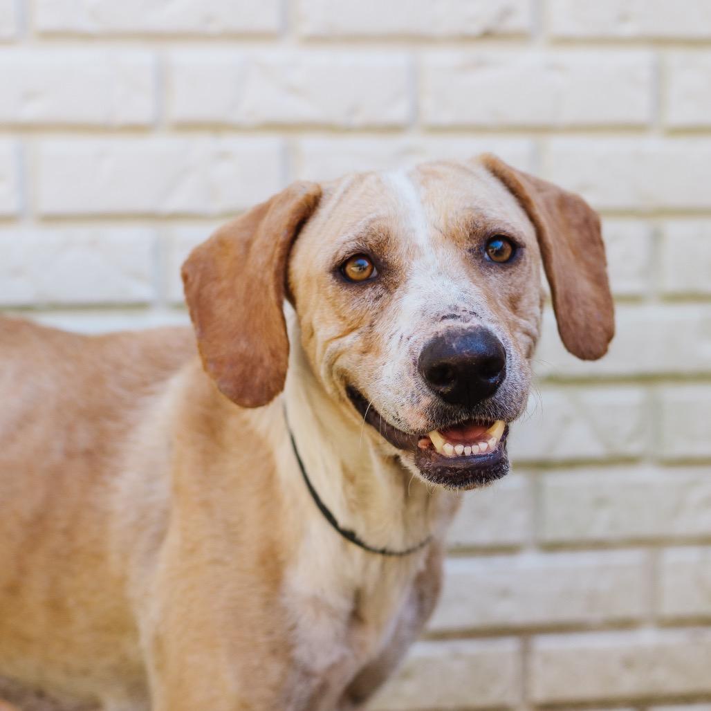 Enlarge Lulu Lemon, a Adoptable Hound in Parrish, AL image 1/5