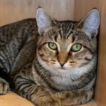 Kelly Kapowski, ADOPTABLE, Adult Female Domestic Short Hair.