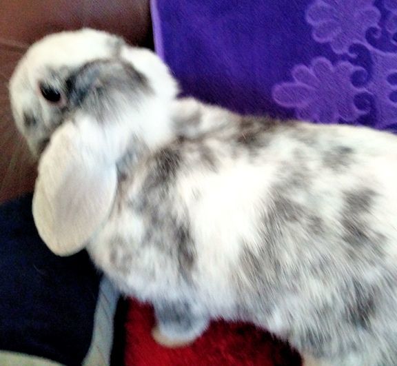 Wisteria, Adopted, Young Female Lop Eared.