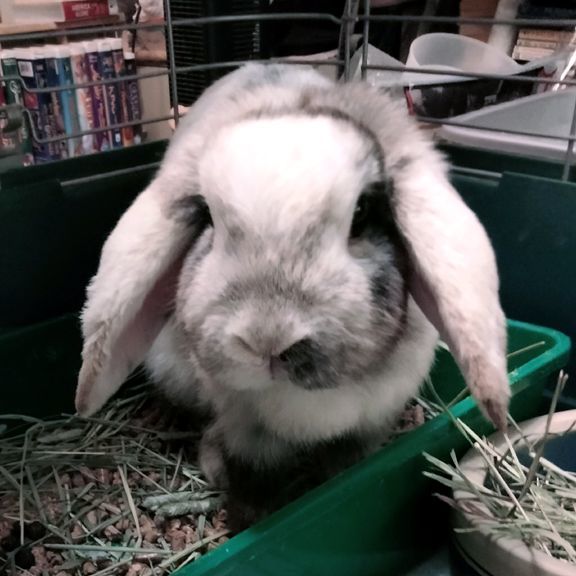 Enlarge Wisteria, a Adopted Lop Eared in Garland, TX image 3/3