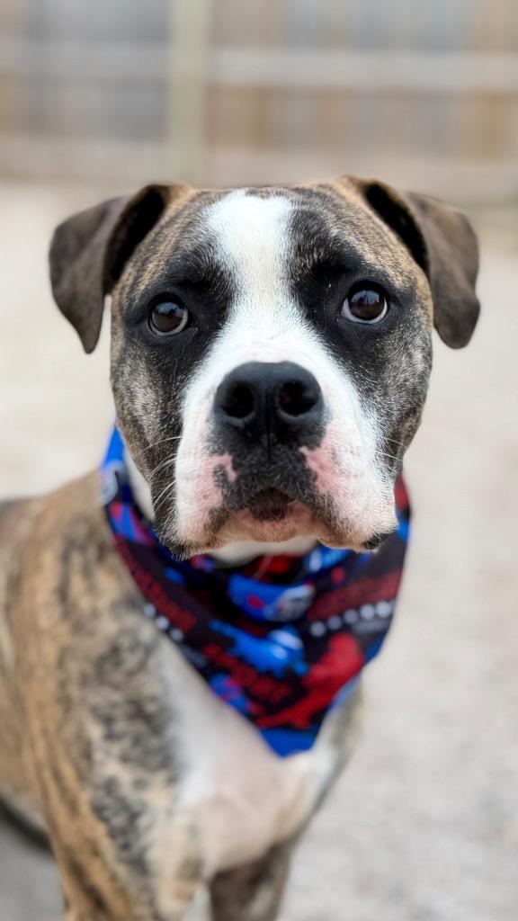 Alfie, Adoptable, Young Male Mixed Breed.