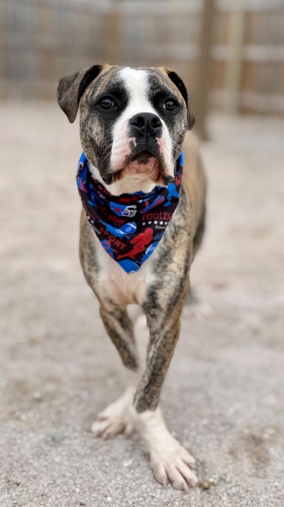Alfie, Adoptable, Young Male Mixed Breed.