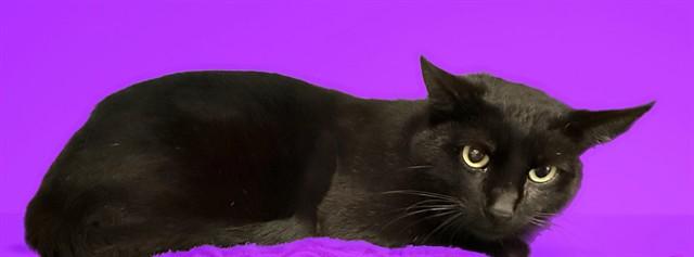 ZURG, Adoptable, Adult Male Domestic Short Hair.