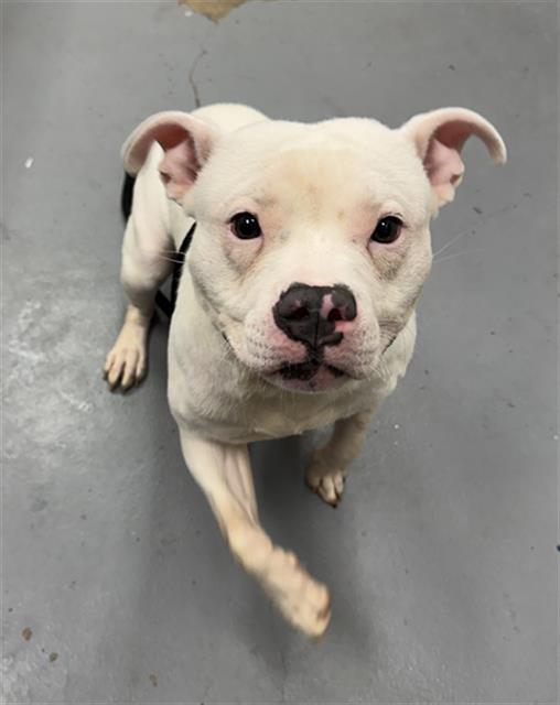 BABY P, Adoptable, Young Male Pit Bull Terrier.