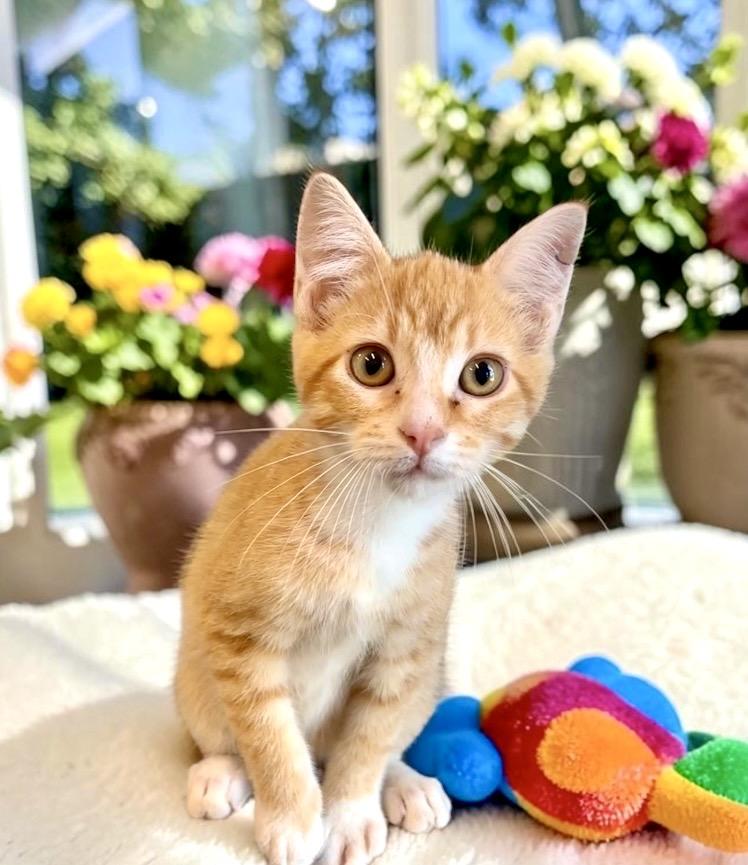 Enlarge Frizzle - KITTEN, a Adopted Tabby in Perry, IA image 2/4