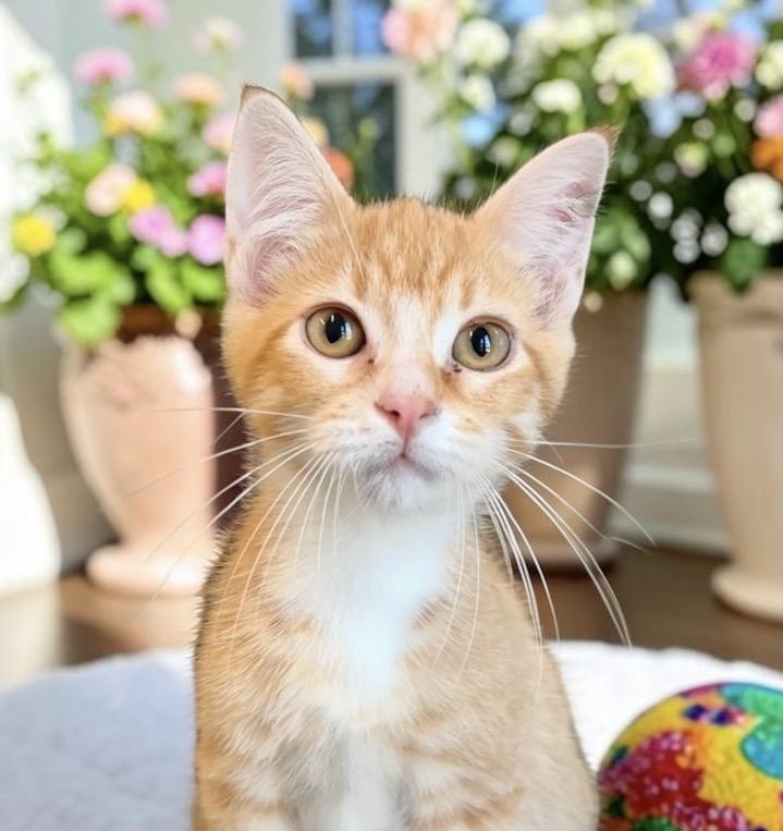 Enlarge Frizzle - KITTEN, a Adopted Tabby in Perry, IA image 1/4