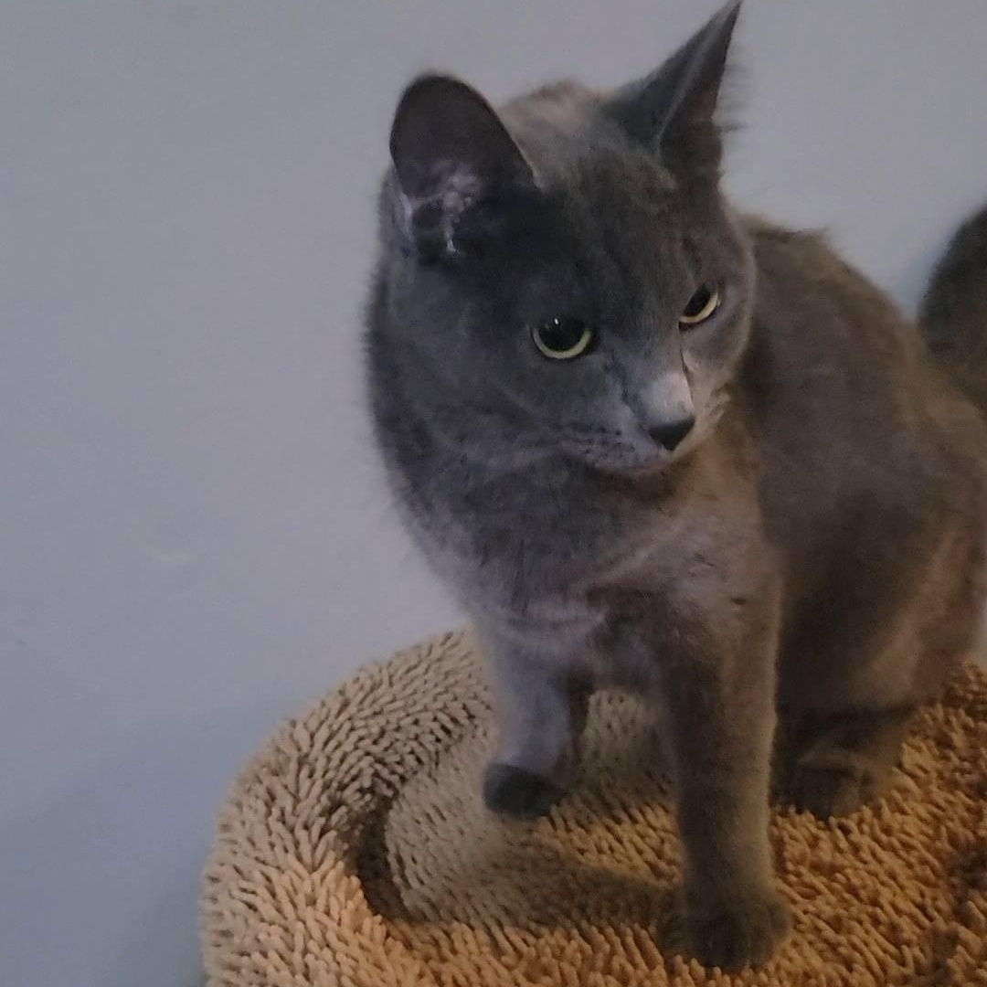 Enlarge Diane, a ADOPTABLE Domestic Short Hair in Queen Creek, AZ image 4/5