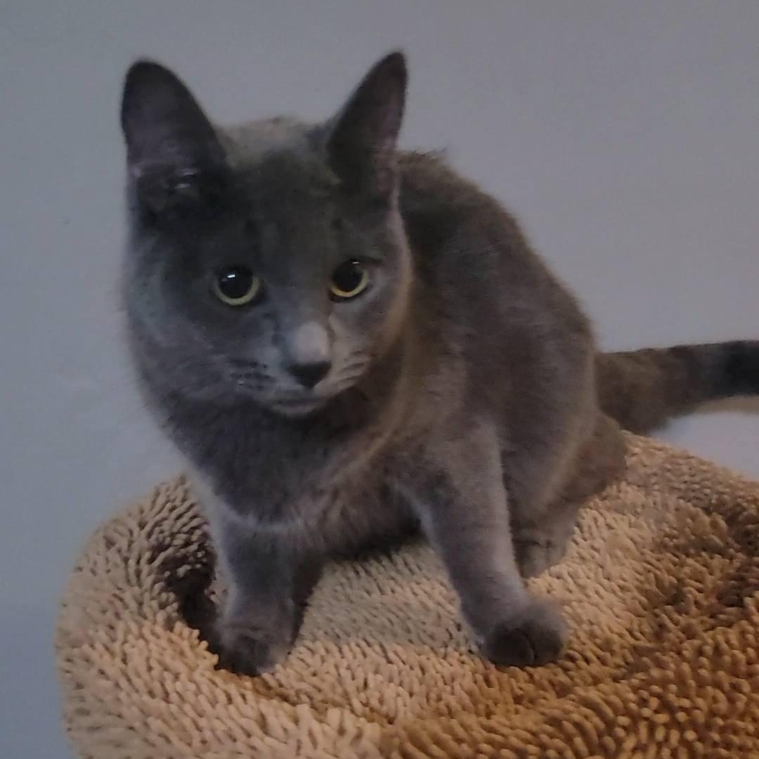 Enlarge Diane, a ADOPTABLE Domestic Short Hair in Queen Creek, AZ image 3/5