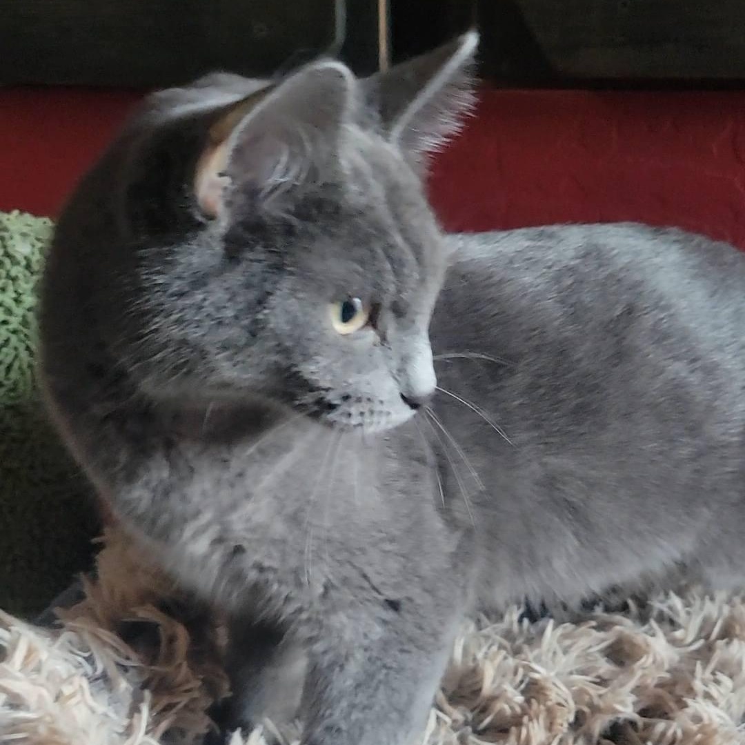 Enlarge Diane, a ADOPTABLE Domestic Short Hair in Queen Creek, AZ image 2/5