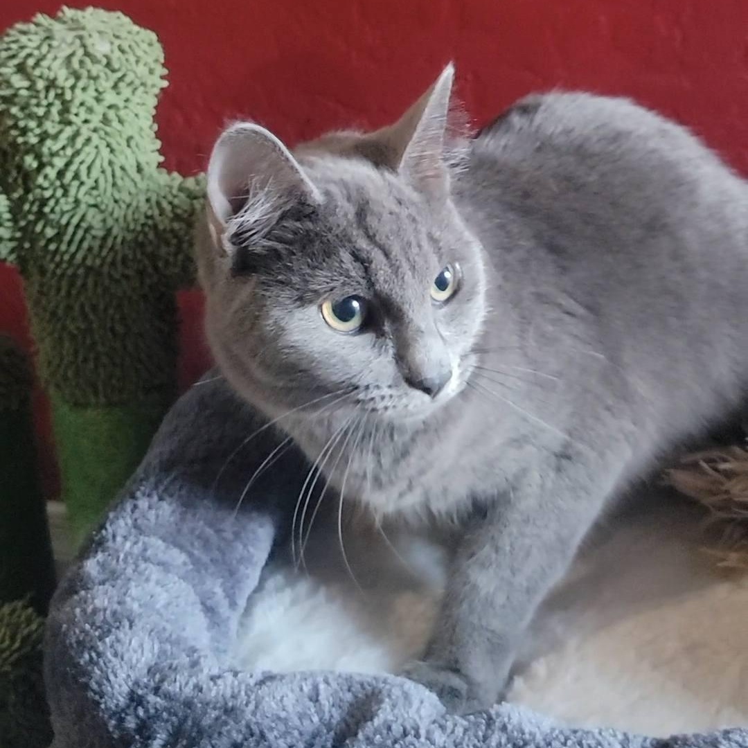 Enlarge Diane, a ADOPTABLE Domestic Short Hair in Queen Creek, AZ image 5/5