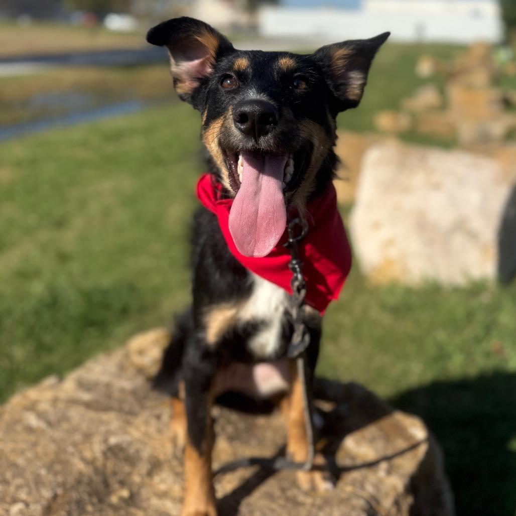 Duchess, Adoptable, Young Female Shepherd & Mixed Breed.