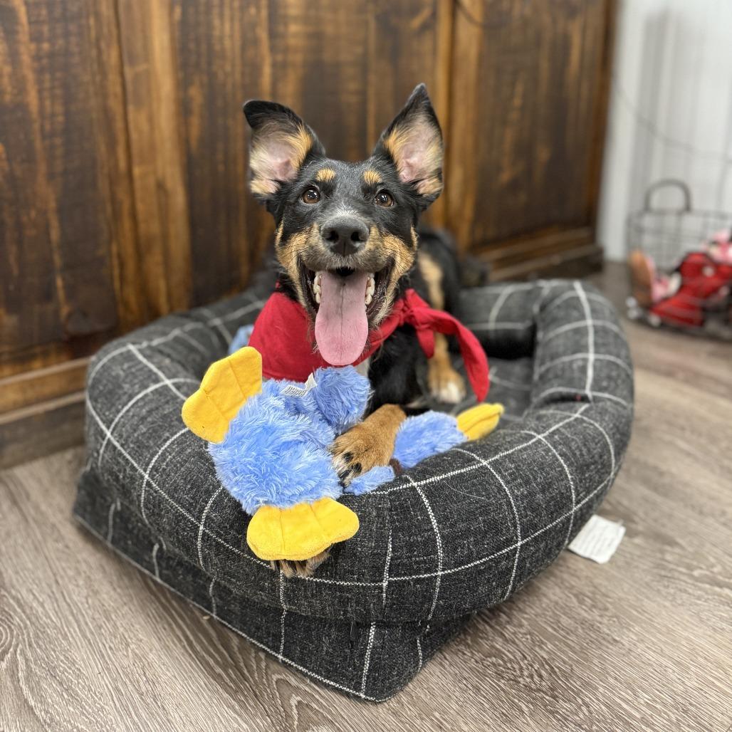 Enlarge Duchess, a Adoptable mixed breed in Tulsa, OK image 2/6