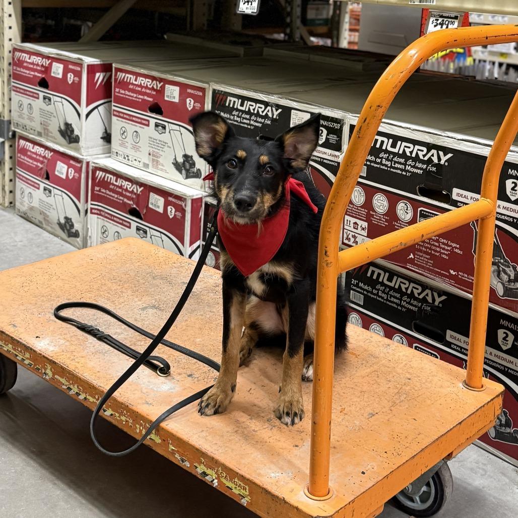 Enlarge Duchess, a Adoptable mixed breed in Tulsa, OK image 3/6