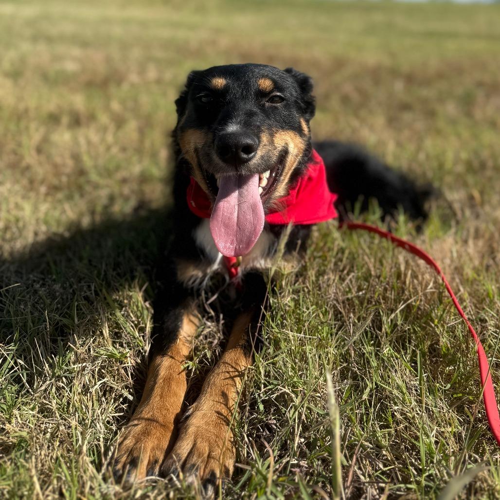 Enlarge Duchess, a Adoptable mixed breed in Tulsa, OK image 5/6