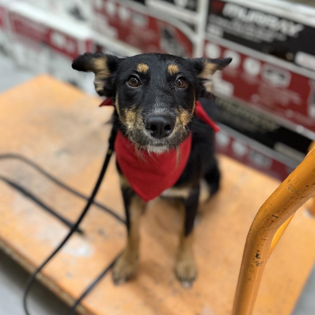 Enlarge Duchess, a Adoptable mixed breed in Tulsa, OK image 6/6