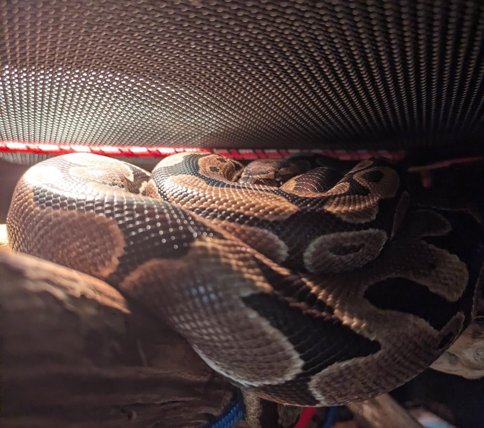 Enlarge Shovel, a ADOPTABLE Ball Python in Greenfield, WI image 3/4