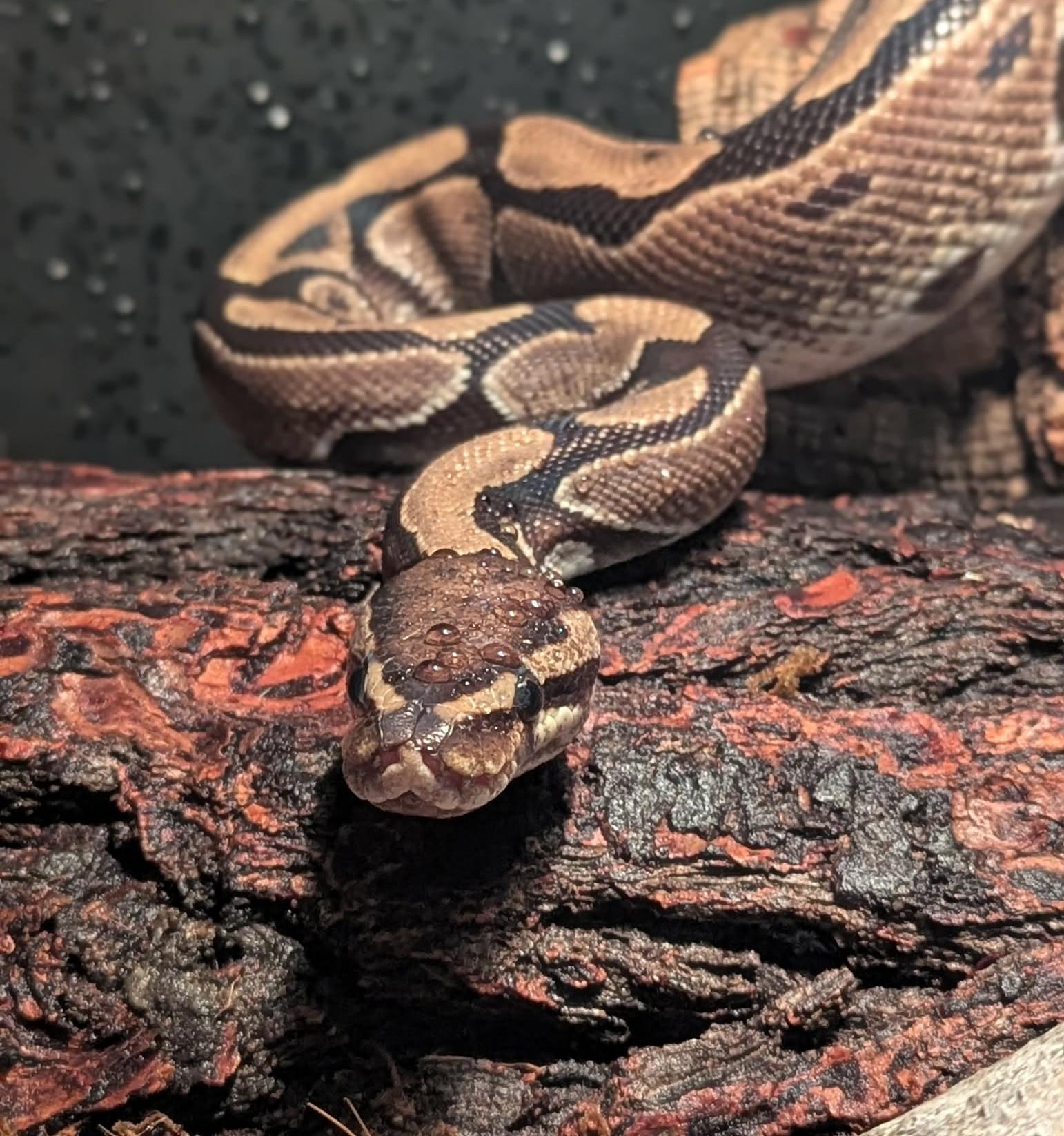Shovel, ADOPTABLE, Adult Male Ball Python.