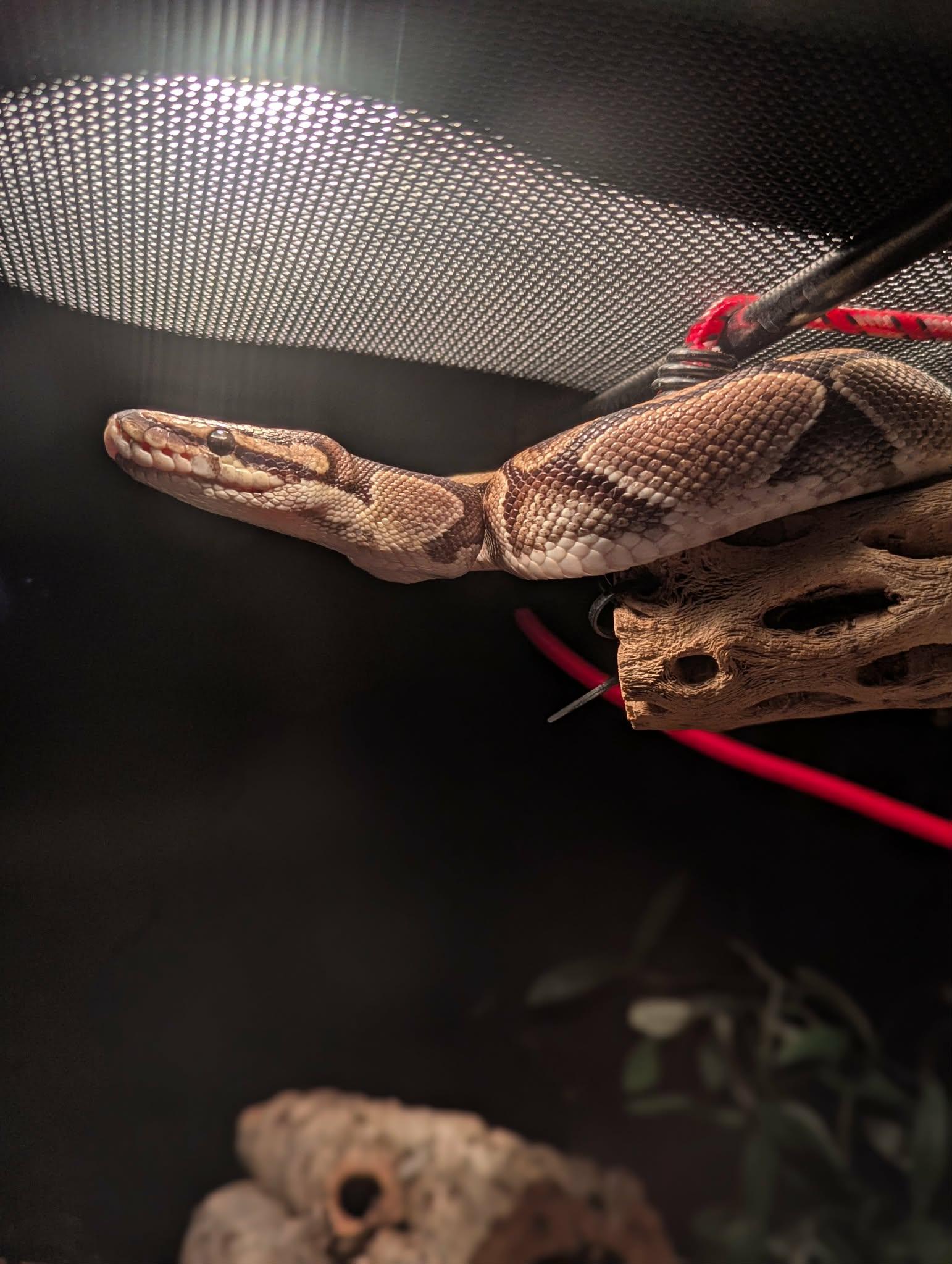 Enlarge Shovel, a ADOPTABLE Ball Python in Greenfield, WI image 4/4