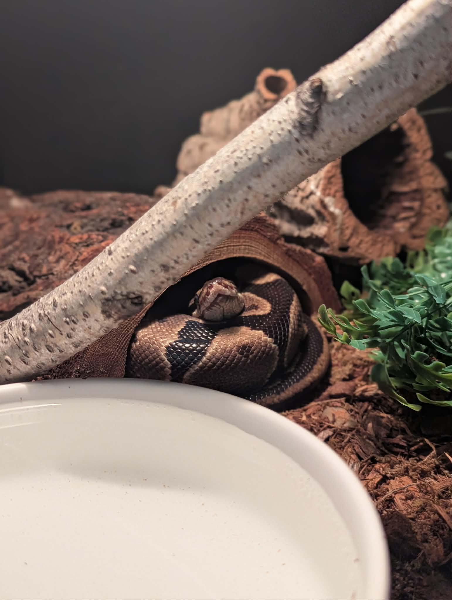 Enlarge Shovel, a ADOPTABLE Ball Python in Greenfield, WI image 2/4