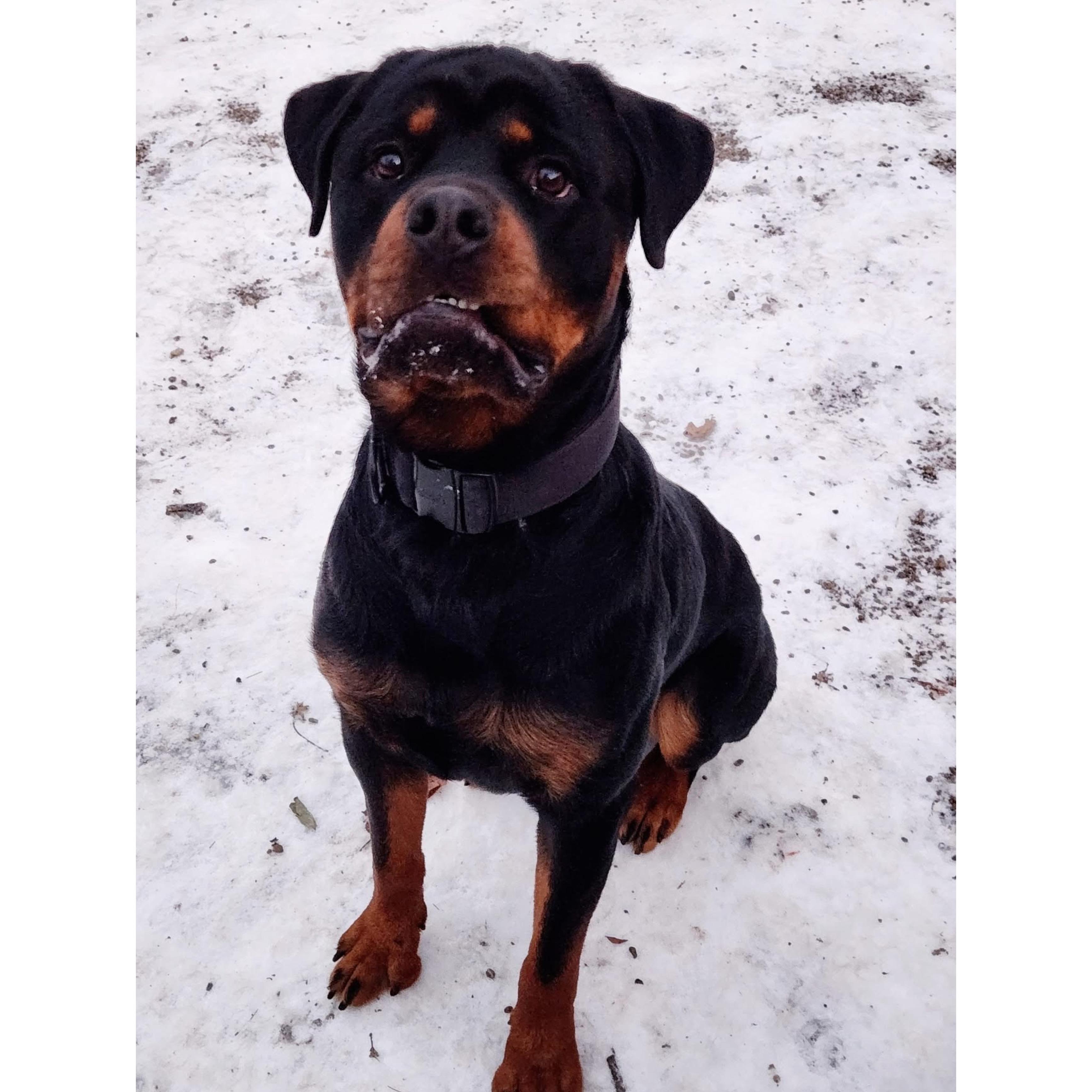 Enlarge Eros , a ADOPTABLE Rottweiler in Youngstown, OH image 1/6