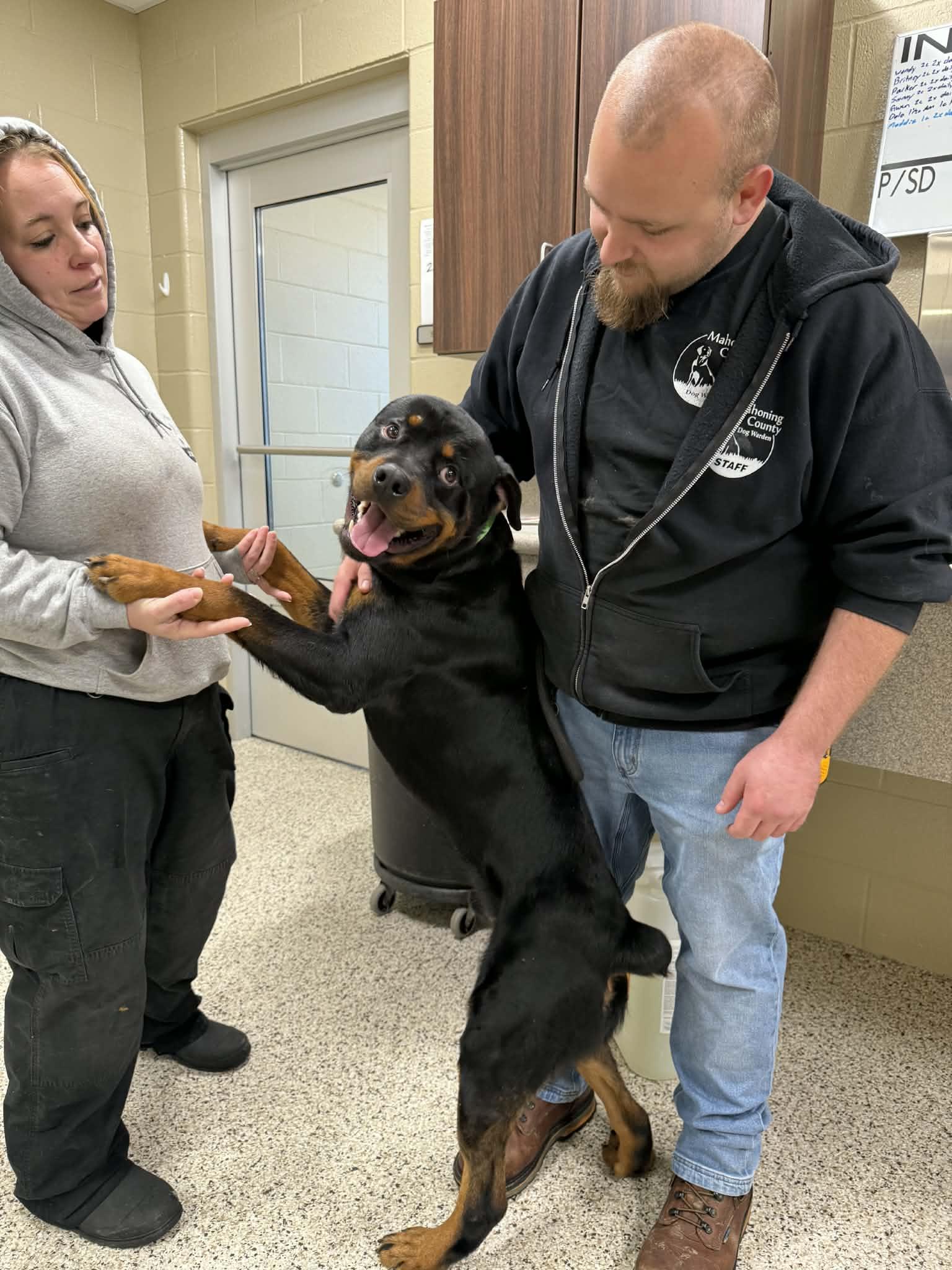 Enlarge Eros , a ADOPTABLE Rottweiler in Youngstown, OH image 5/6