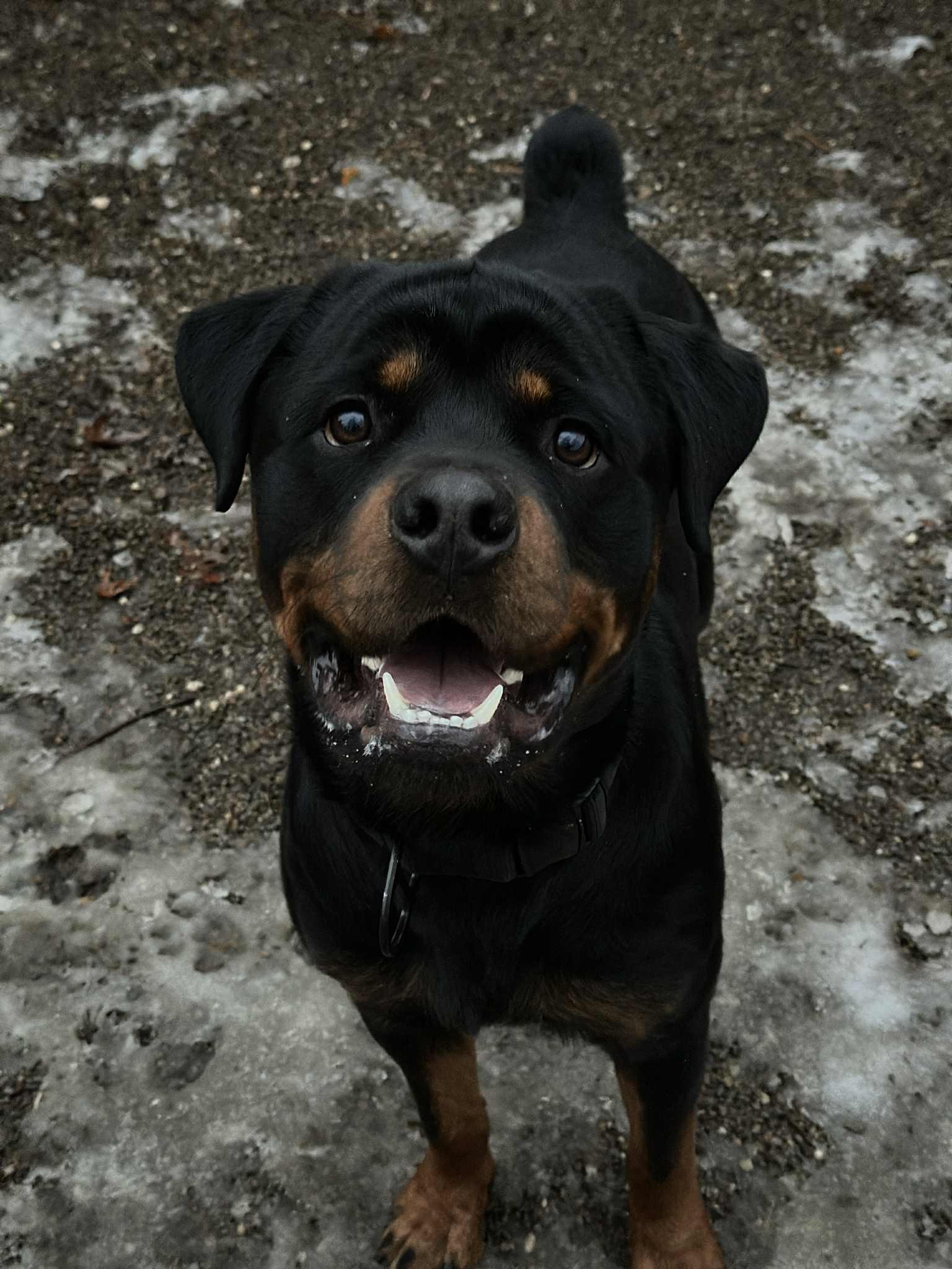 Enlarge Eros , a ADOPTABLE Rottweiler in Youngstown, OH image 2/6