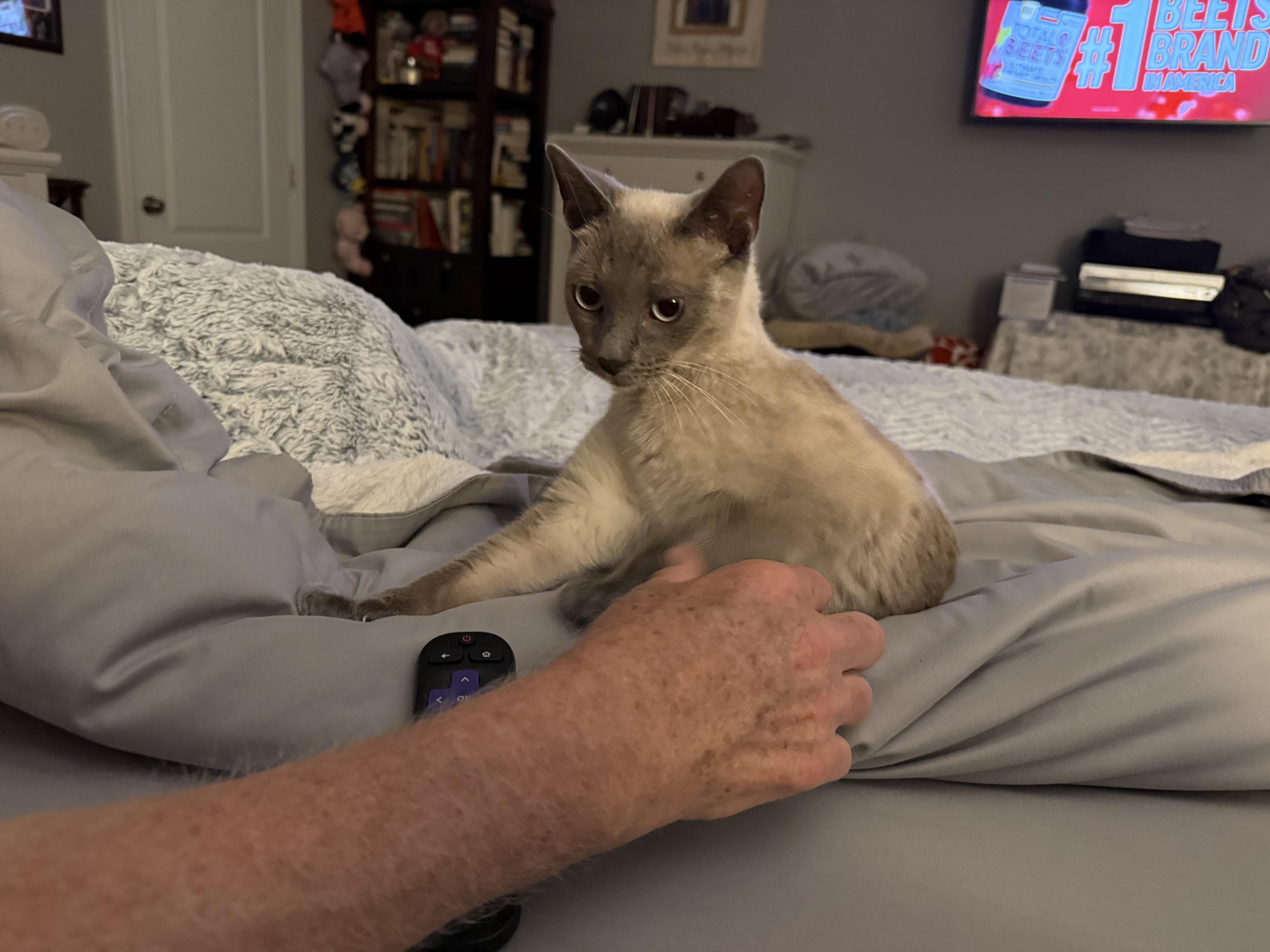 Enlarge Shea, a ADOPTABLE Siamese in Marvin, NC image 2/5
