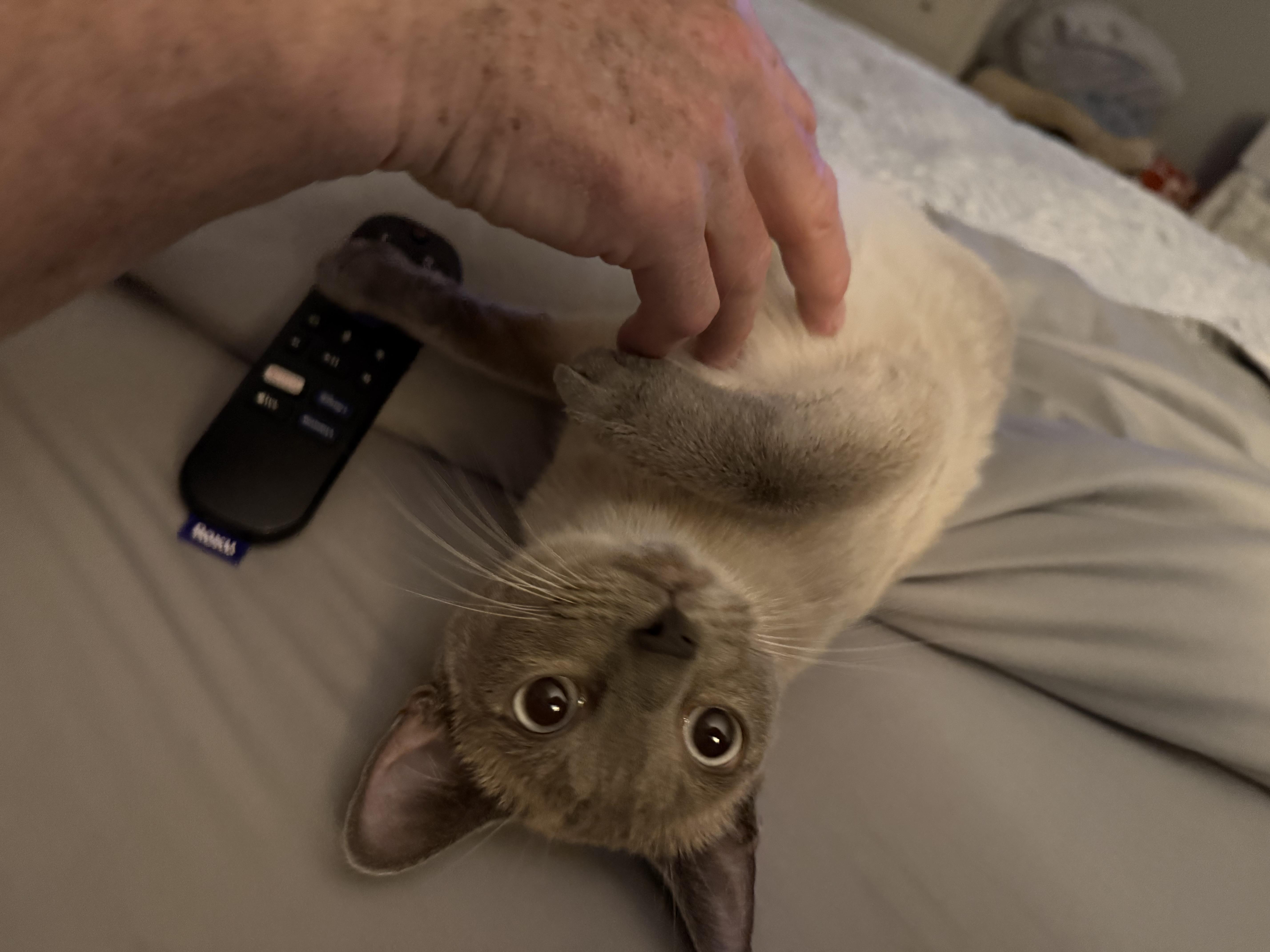 Enlarge Shea, a ADOPTABLE Siamese in Marvin, NC image 4/5