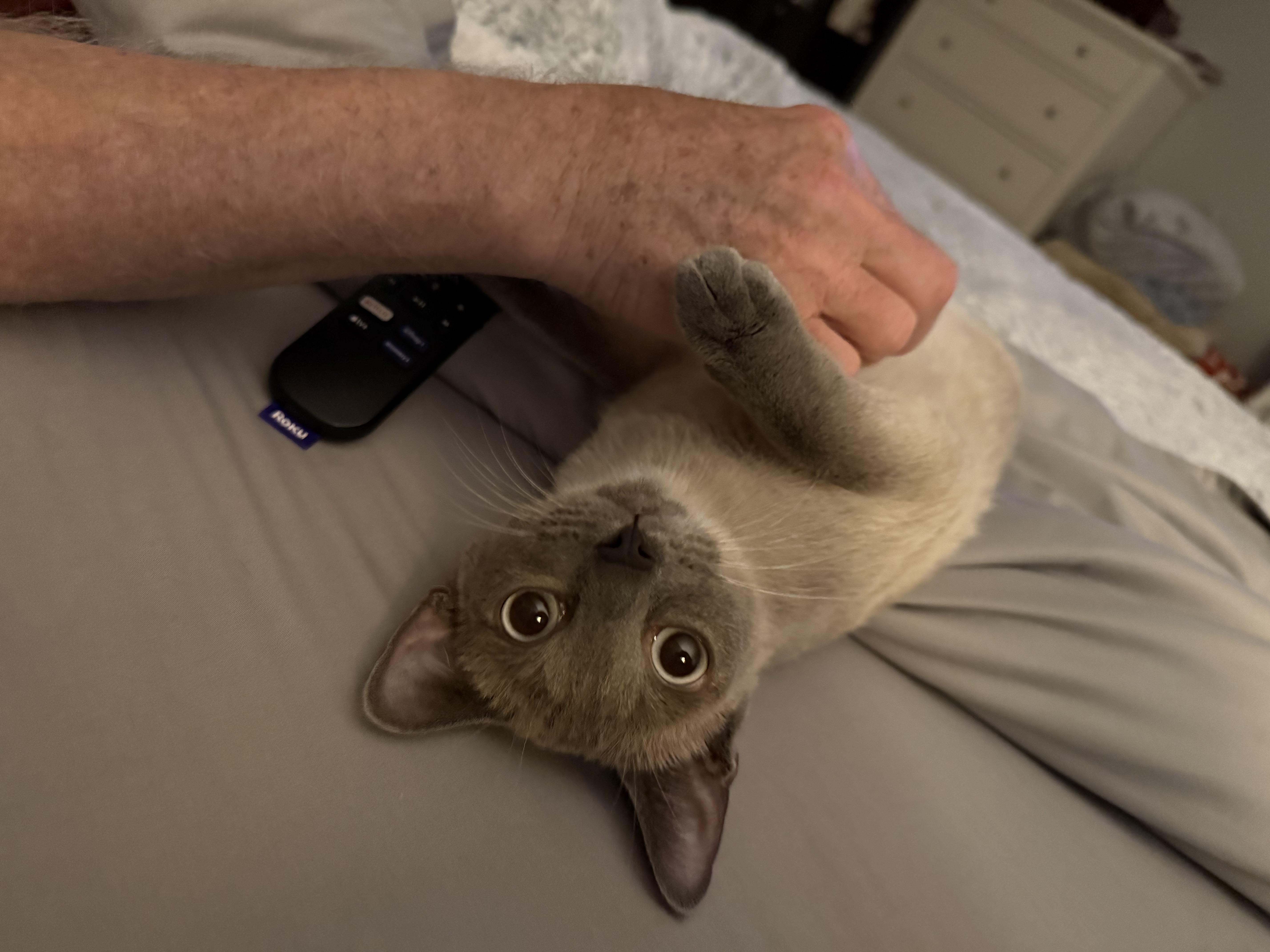 Shea, ADOPTABLE, Adult Female Siamese.